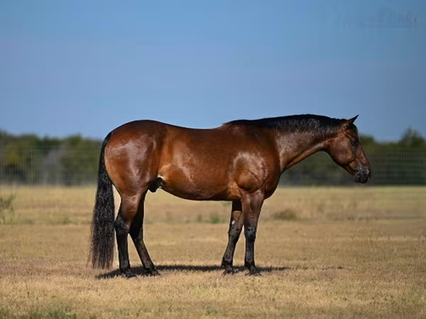 Pastuv, Quarter Horse