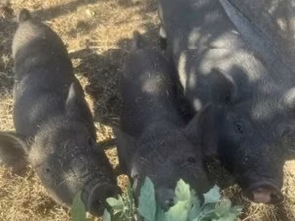 Қабан, Вьетнамская вислобрюхая