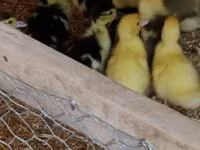 Ducks — fotografija 3