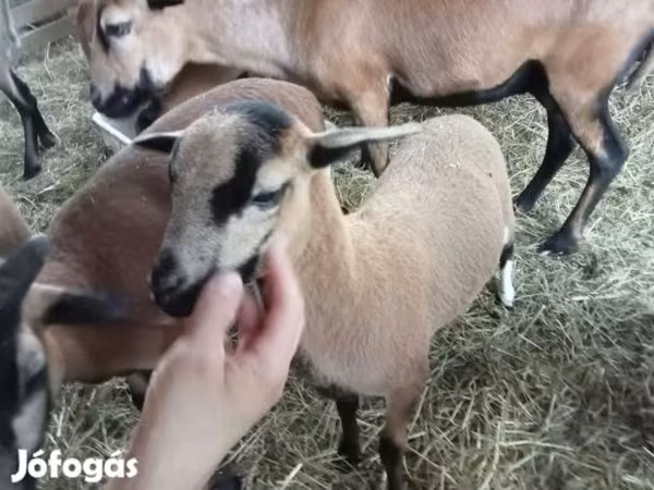 母羊, Cameroon sheep