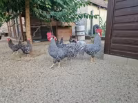 Chickens — zdjęcie 1