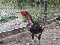 Derbiširska crvenokapa — fotografija 3