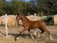 Айғыр, Dutch warmblood horse — 3-сурет