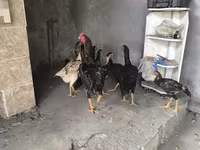 Chickens — fotografija 8