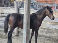 Caballo, Welsh Cob — foto 7