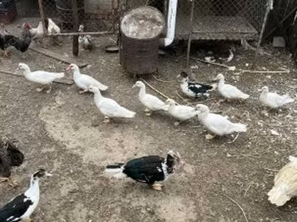 Ducks
