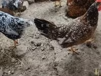 Chickens — Foto 5