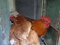 Chickens — foto 3