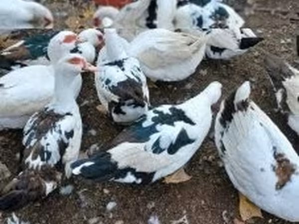 Ducks — Hungria