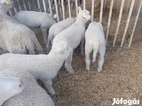 绵羊（批次，未指定性别）, Sheep — 照片 4