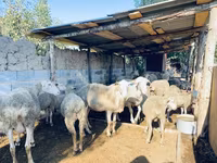 Ovan, Merinoland sheep — fotografija 3