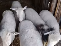 Қошқар, Merino sheep — 1-сурет
