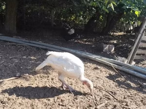Turkeys — Hungria