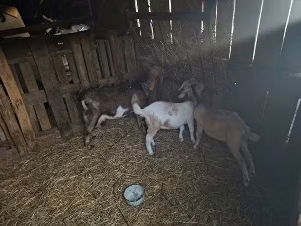 雄ヤギ, Alpine goat — ハンガリー