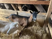 Коза, Alpine goat — фото 1