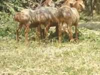 Qoyunlar (partiya, cinsi göstərilməyib), Arashan sheep — foto 6