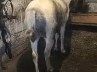 Koń, Konie — zdjęcie 2