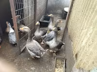 Geese — 写真 2