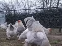 Brahma — zdjęcie 5