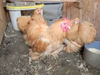 Chickens — Foto 3