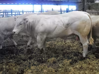 Bik, Blonde d’Aquitane cattle — fotografija 6
