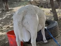Qoç, Dorper sheep — foto 5