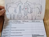 Kobyła, Thoroughbred horse — zdjęcie 6