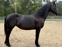 Kobila, Friesian — fotografija 3