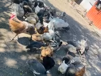 Guinea fowl — foto 4