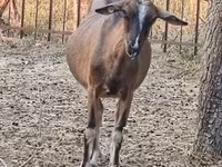 雌ヤギ, Alpine goat — 写真 2