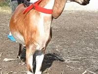 عنزة, Nubian Goat — الصورة 2