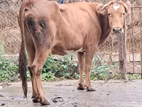 Cow, Cattle — photo 1