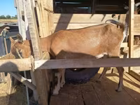 Cabra, Alpine goat — foto 8