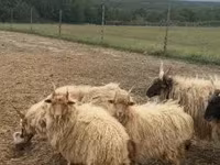 Carneiro, Racka sheep — foto 3