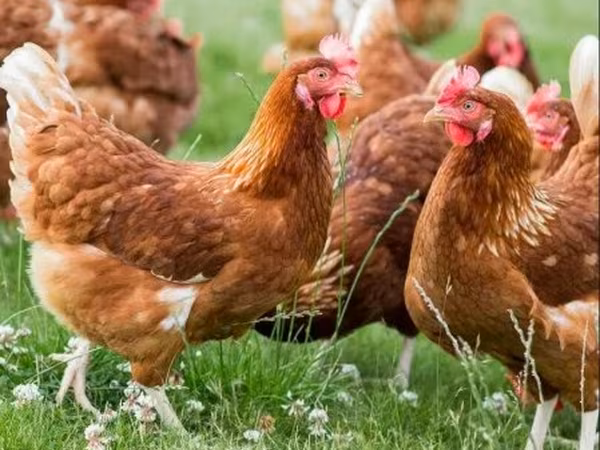 Chickens