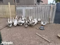 Geese — الصورة 4
