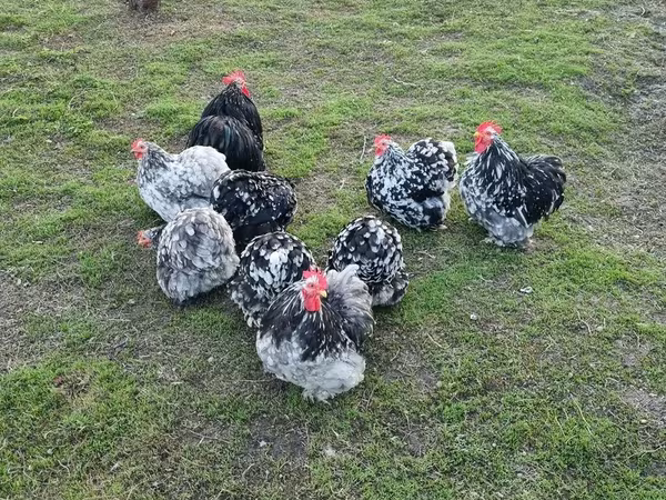 Pekinška bantam