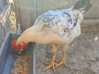 Chickens — fotografija 1