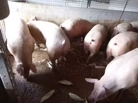 Pigs (batch, sex not specified) — photo 1