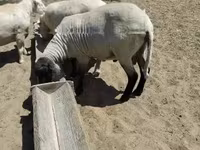 Qoʻchqor, Tsigai sheep — 2-rasm