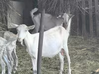 Chèvre, Alpine goat — photo 2