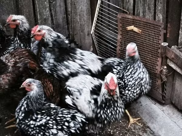 Chickens