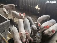नर सूअर, सूअर — फ़ोटो 2
