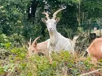 Chèvre, Saanen goat — photo 1