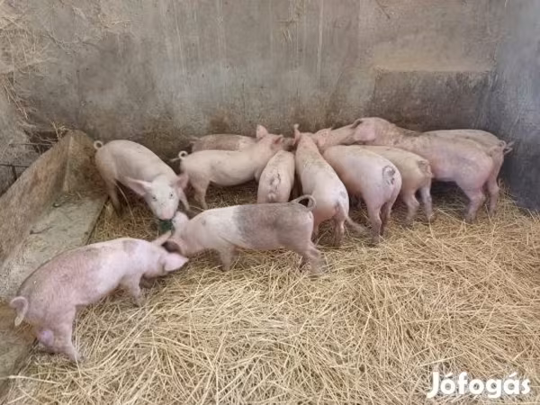 Krmača, Свиње