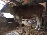 Vache, Race rouge tachetée — photo 2