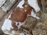 Cow, Simmental cattle — photo 2