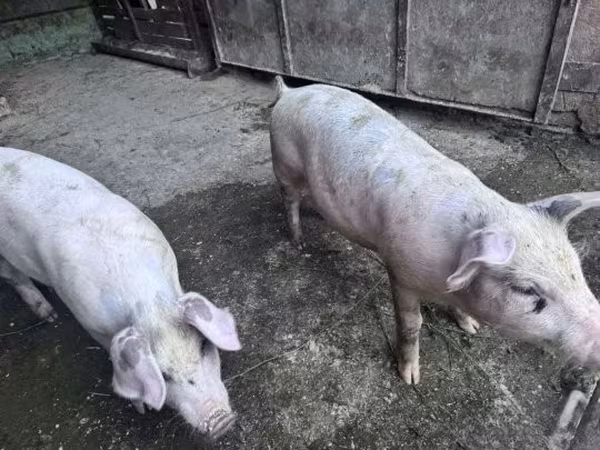 Knur, Крупная белая