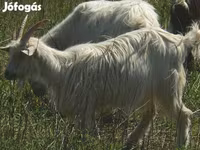 Goat, Goats — photo 3