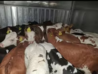 Buqa, Simmental cattle — 3-rasm
